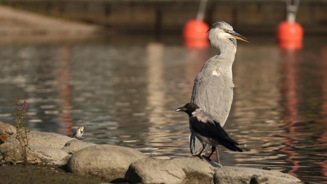 A photo of a grey heron, a hooded crow, and a white wagtail standing on rocks near each other at the water's edge on a sunny day in early September 2025.