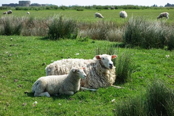 A pastoral scene shows a ewe and her lamb resting in a grassy meadow under a clear sky. The ewe, with thick, off-white wool, lies on her side, with her right front leg tucked beneath her. Her head is held high, looking to the right. Her lamb, with shorter, cleaner white wool, is also lying on the ground, tucked close to its mother. It also has its right front leg bent underneath its body and its head is held up, looking in the same direction as the ewe. Both are surrounded by vibrant green grass and patches of longer, coarser tussocks. In the background, more sheep graze across the field, with the stone ruins of a castle visible on a distant rise under a bright, hazy sky.