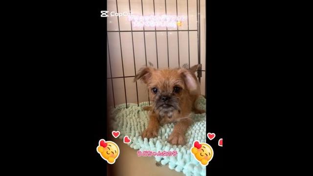 ブリュッセルグリフォン女の子 ちょっとビビりですが、遊びたくてジタバタしてます🤣抱っこ大好き💕#ワンダフルパピー #ブリーダー #ブリュッセルグリフォン
