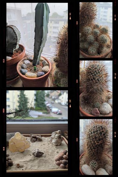 Collage von 5 Fotos. Auf vier davon sieht man Kakteen mit Ablegern.
Auf dem fünften meinen #Zen-Garten".
Eine mit Sand gefüllte Auflaufform mit zwei  Buddha-Figuren, Steinen und Tonkügelchen