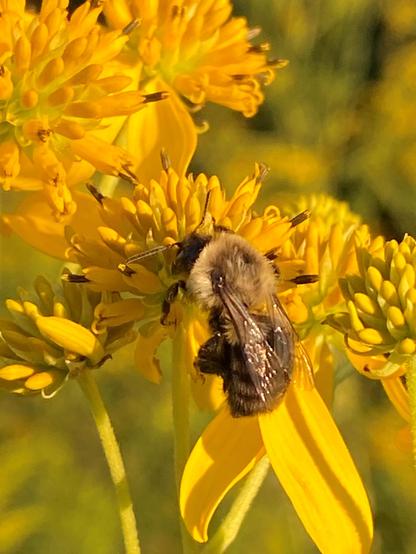 Color image of a bee harvesting from a goldenrod flower, late summer, Bath Township, Summit County, Ohio, USA. Image shows a close image of a bee on a goldenrod flower getting ready for autumn, several other bright yellow flower heads near, and a green background from the field behind.