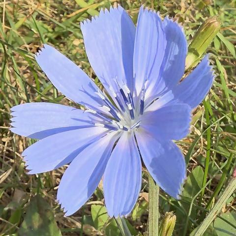 Chicory flower