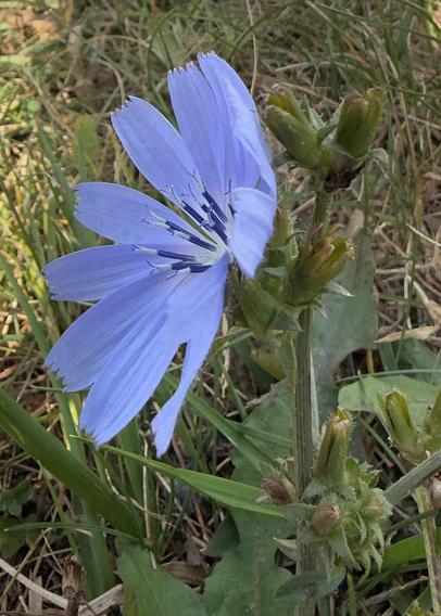 Chicory flower