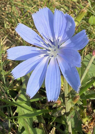 Chicory flower