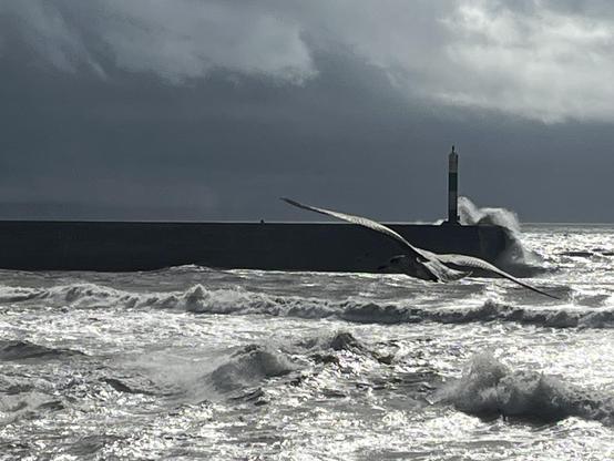 Harbour wall with wild seas breaking in plumes of spray, chaotic waves and a seagull riding the wind