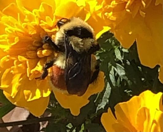 Bumblebee on marigold