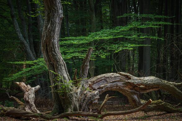Zweistämmige Hainbuche im Wald. Einer der Stämme ist abgeknickt und abgestorben.