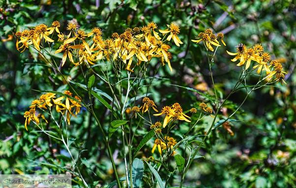 Yellow flowers with drooping petals on tall stems.