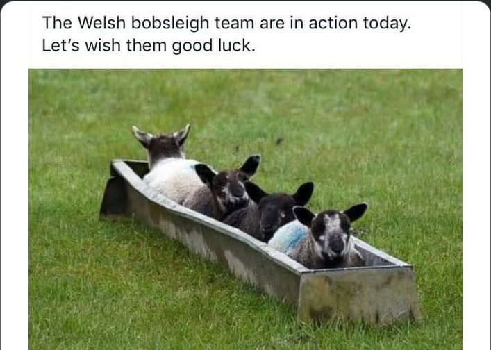 Four sheep sat inside a trough in the middle of a field, as though it is a bobsleigh