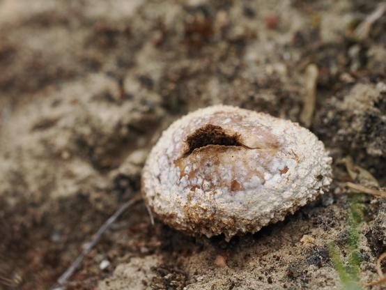 An extreme close-up of a puffball fungus growing on dry rocky ground. The puffball is split near its top, like a barely open mouth.