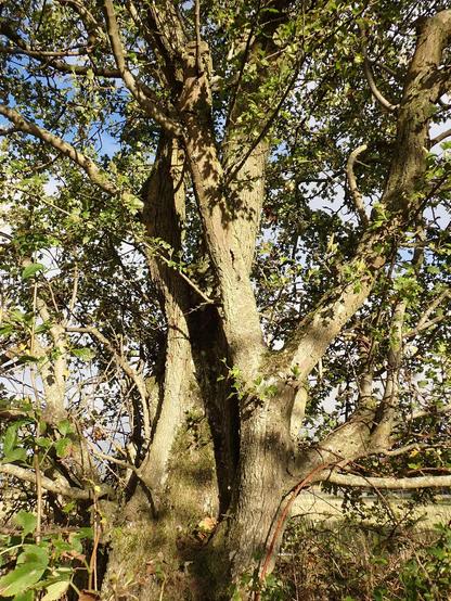 Sunshine on the trunks of hawthorn by the side of a quiet back road. The tree is a good height for hawthorn.