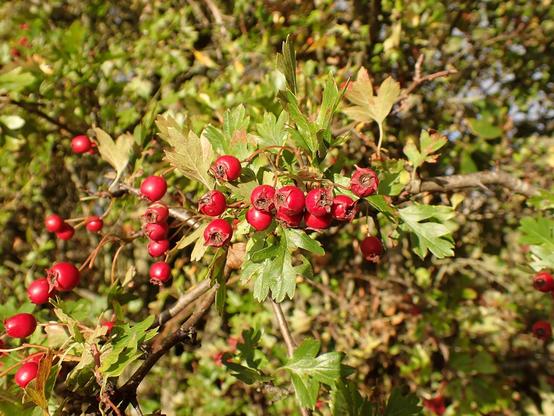 Red berries and light green leaves of hawthorn