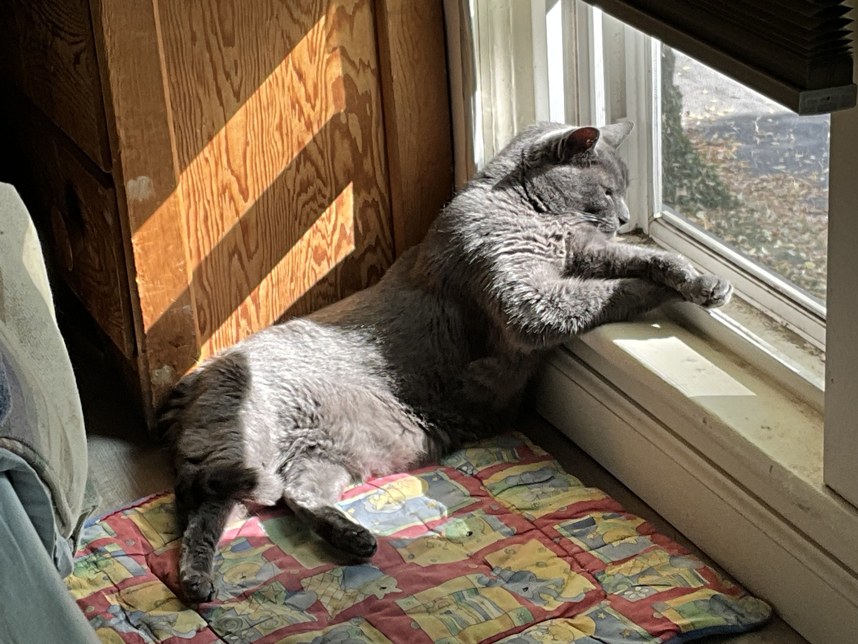 a grey cat lounging in the sunshine, half on a cushion and half on a window ledge