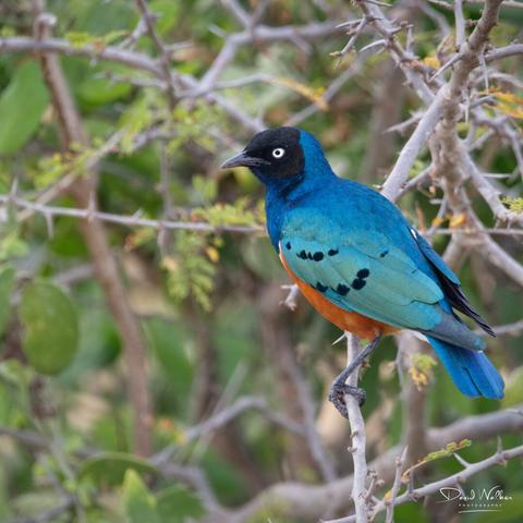 Superb Starling in Tarangire National Park