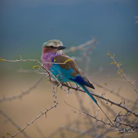 Lilac Breasted Roller in Tarangire National Park