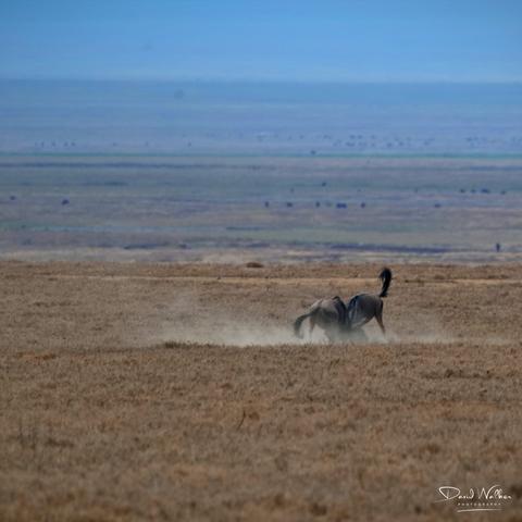 Wildebeest having a scrap in the Ngorongoro Crater!