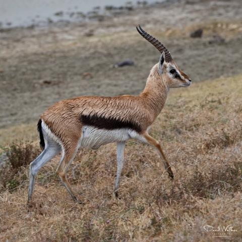 Thomson's gazelle in the Ngorongoro Crater