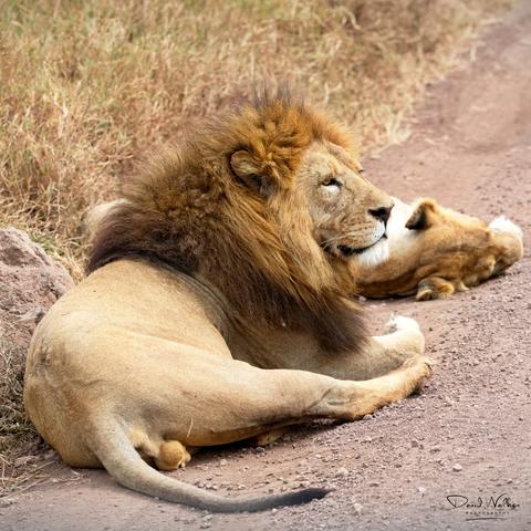 Magnificent lion and lioness resting in the road in the Ngorongoro Crater