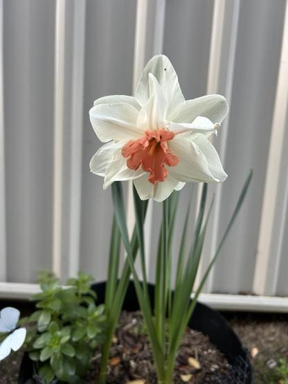 A single daffodil called Candy Princess, it has creamy white petals with an orange centre.