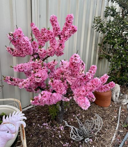 My miniature peach tree is covered in a mass of pink blossom this year. A metal butterfly sculpture is in the front of it, a metal pink galah in the left corner.