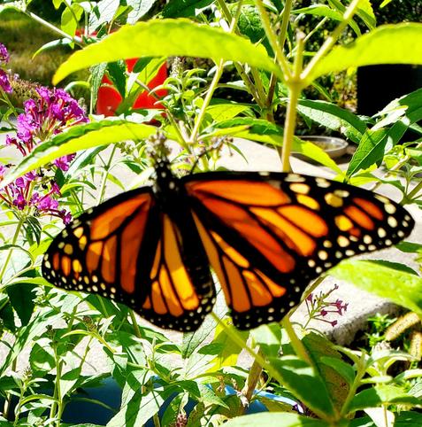 One perfect monarch with outspread wings perched on our purple butterfly bush. The sun behind it makes it shine like stained glass.