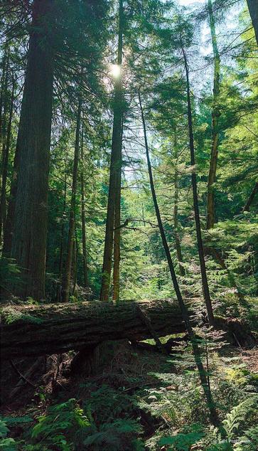 A lush forest scene at Asahel Curtis Picnic Area, Snoqualmie Pass, Washington. Towering cedar and fir trees rise into the sky, with sunlight piercing through the canopy and casting beams of light. A massive fallen tree lies across the mid-frame like a natural bridge, covered in moss. The shaded forest floor below is dense with ferns and green undergrowth, while patches of sunlight brighten the foliage and create a serene, timeless atmosphere.
