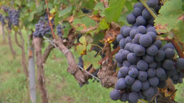 📽️ El Berguedà, terra de vinyes encara que no ho sembli: recuperen ceps i varietats de la zona