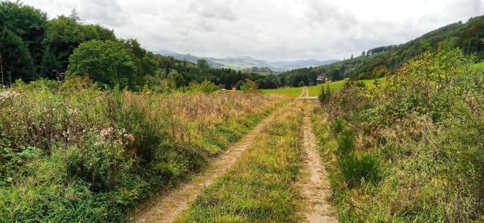 Ein Weg, zwei Fahrspuren, im Vordergrund breit, im Hintergrund sich verjüngend. Zwischen gen Fahrspuren niedriger großartiger wilder Bewuchs, rechts und links davon Sträucher. Dann ein Streifen hellgrüne Wiese, dann ein  Streifen dunkelgrüner Wald. Hinter dem Tal im leichten Dunst gegegüberliegendeMittelgebirgswiesen un Baumbewuchs in leichtem Dunst. Darüber im oberen Drittel weißlich-graue Wolken. (Blick zurück nach Olsberg, wandernd Richtung Brilon)