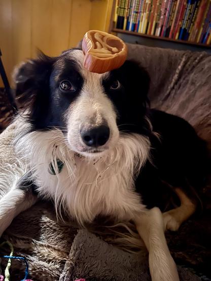A collie plays ‘balance the squeaky toy’ while he waits for the light to go off.