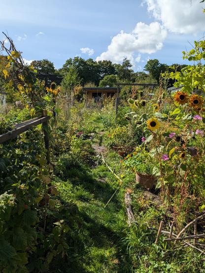 Blick in den Kleingarten, der zuletzt septembergolden leuchtete, und voller Gemüse und Blumen ist.