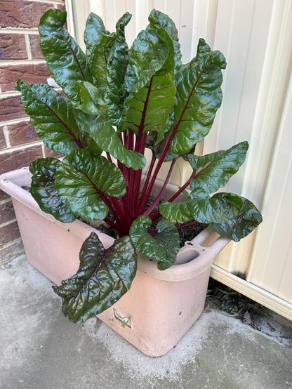 Pale pink rectangular planter against a brick wall & a fence has an overgrown red stalked Silverbeet with dark green glossy leaves & I’ve picked some to have with dinner 😃.
