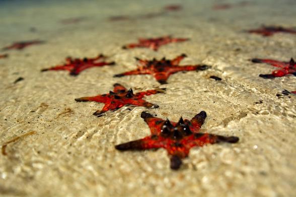 Red starfish in the sea