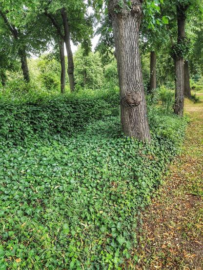 Links eines Weges ein grün bewachsener Hang. In der Mitte und dahinter Baumstämme.