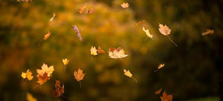El otoño ya está aquí. / Anita Kot