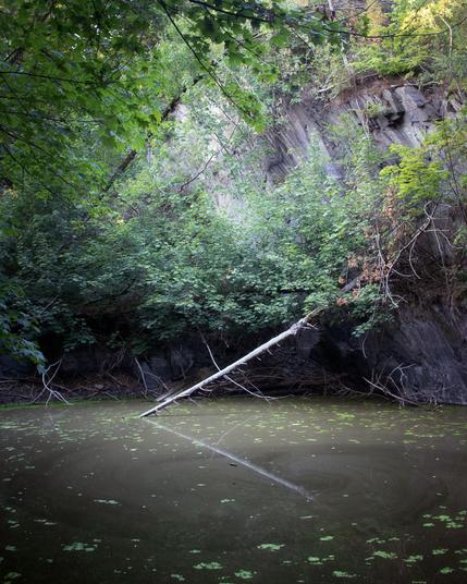 The image depicts a serene natural setting, featuring a tranquil body of water with a fallen tree branch in the foreground. The water's surface is adorned with green algae, while the surrounding environment is characterized by lush greenery and a rocky cliffside in the background.
