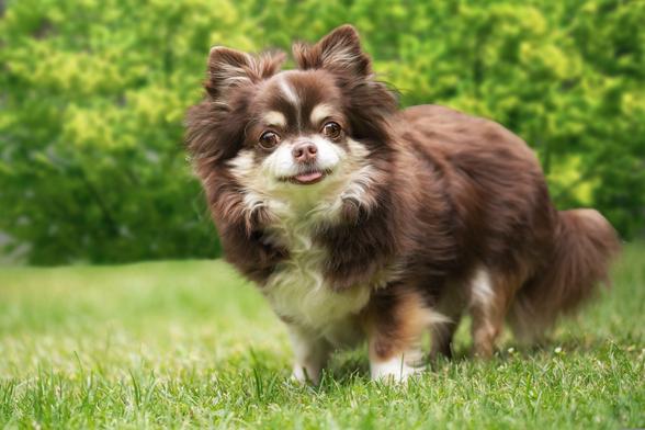 Portrait eines braunen Langhaar-Chihuahua