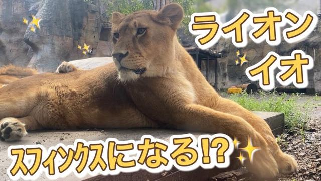 《旭山ライオン&トラ》美しきライオンのイオ。ついにスフィンクスになる⁉︎オリトイオ&ザリアファミリー/vol691Beautiful lion finally becomes a sphinx