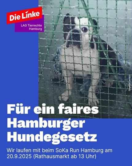 Sharepic: Auf dunkelblauem Grund zentral, leicht nach rechts oben verrückt das Bild einer braun-weißen Bulldogge, die traurig durch ein grünes Drahtgitter in Richtung Kamera schaut. Sie sitzt auf nassem Asphaltboden. Darunter in Weiß der Slogan: Für ein faires Hamburger Hundegesetz. Darunter etwas kleiner der Satz: Wir laufen mit beim SoKa Run Hamburg am 20.09.2025 (Rathausmarkt ab 13 Uhr) Oben links das rote Logo "Die Linke" ergänzt durch ein lila Schriftfeld: LAG Tierrechte Hamburg.