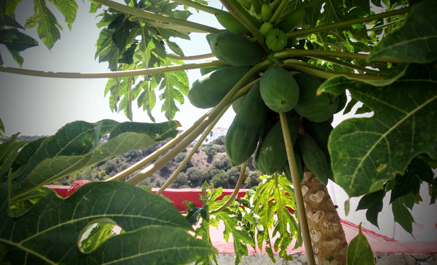 Vor einem weißen Haus an einem abfallenden Hang und einer typischen rot gestrichenen Dachterrasse steht im Garten ein Bäumchen mit dicken fetten Papayafrüchten, die noch grün am Stamm hängen. Im Hintergrund sieht man auf der anderen Seite des Tales einen weiteren Hügel mit südlich, mediterraner Vegetation...
