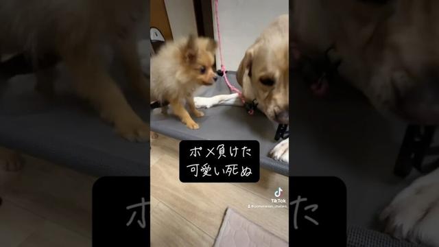 大型犬と綱引きポメラニアン