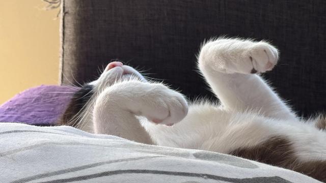 A cat lying on his back with paws at air totally relaxed.