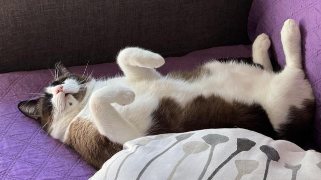 A relaxed cat lying on its back with paws up, resting on a purple blanket. A decorative pillow is visible nearby.