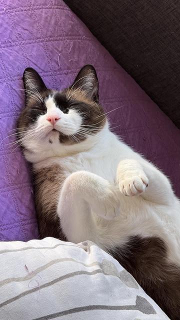 A relaxed cat with a brown and white coat is lying on a purple blanket, its paws curled up and eyes closed, conveying a serene and cozy vibe. A striped pillow is nearby.