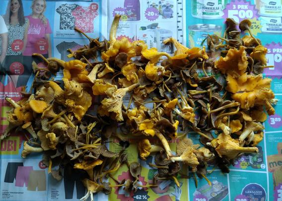 Mainospaperin päällä on varsin paljon kanttarellejä ja suppiksia.