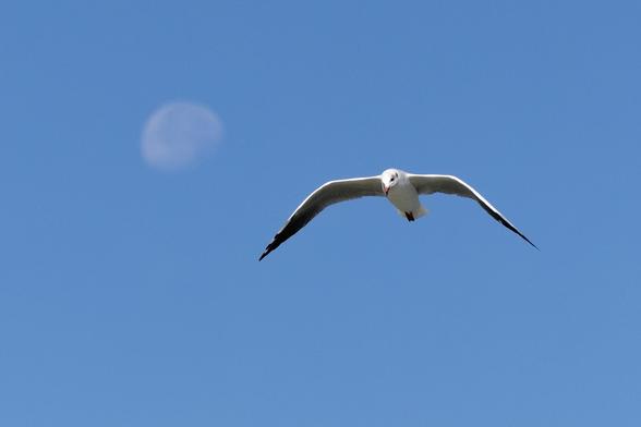 A white gull (with white face, contrary to what its name suggests; it is only black or rather dark brown during breeding season.) flies across a clear blue sky. The white silhouette of the moon is faintly visible in the back.