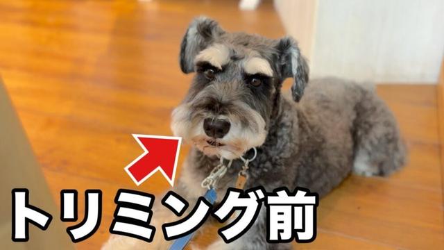 実はトリミング前も落ち着いているミニチュアシュナウザー✂︎(ロコくん)