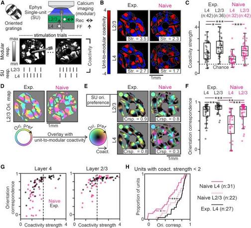 Figure 1 Coactivity of L4 single units with modular L2/3 responses undergoes dramatic changes following experience