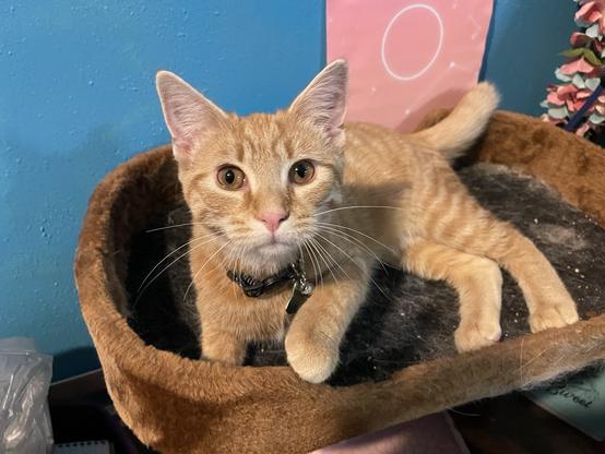 An orange tabby kitten lays in a cat tree, reaching toward the camera.