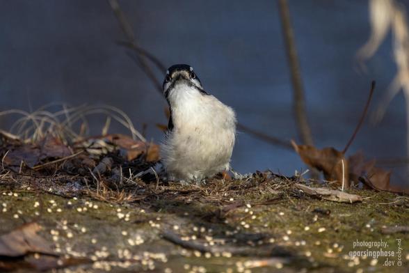 A little woodpecker, mostly seen as a fluffy white breast, cranes its neck to look back at us as it perches on mossy ground.