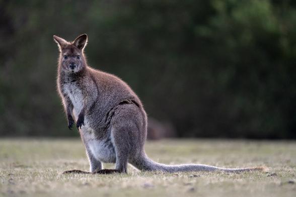 Wallaby